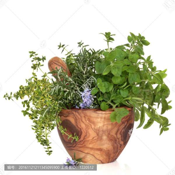 草本植物，葉的選擇