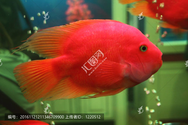 金魚
