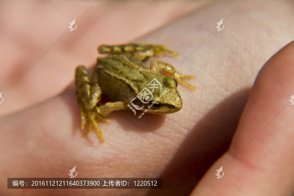 手上的一只青蛙