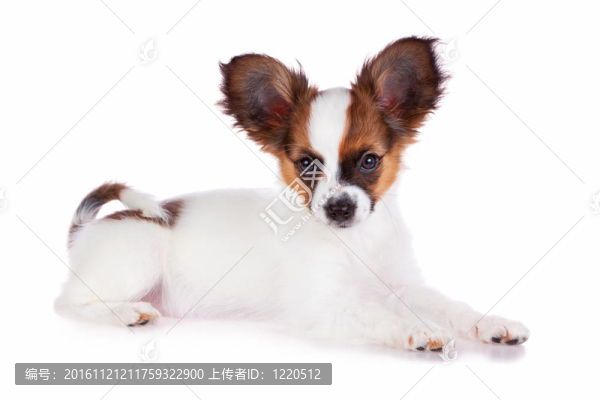 巴比的小狗