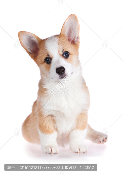 彭布羅克柯基犬的小狗