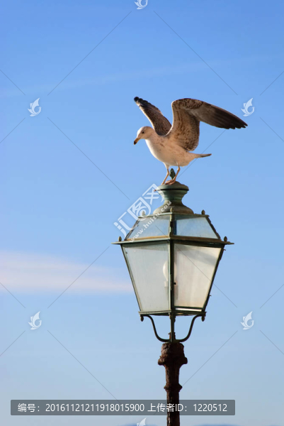 海鷗之光