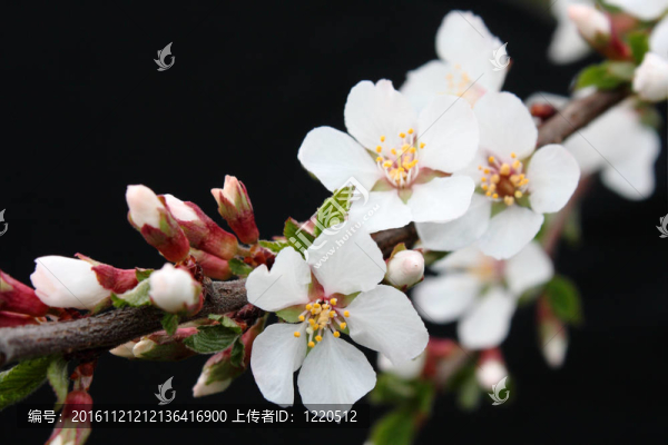 櫻花