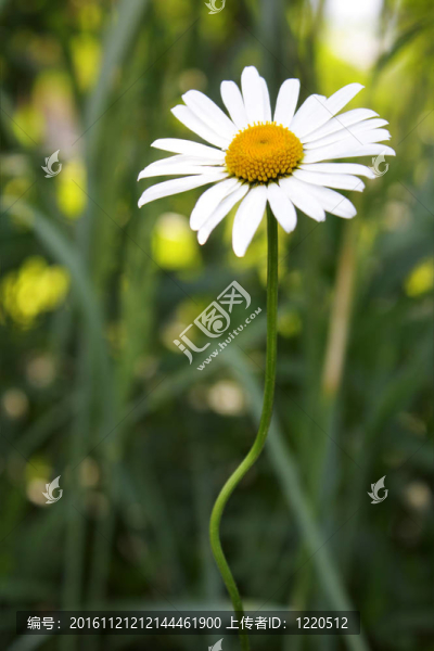 洋甘菊花