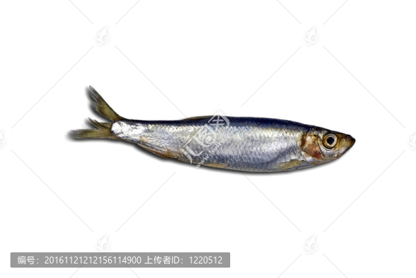 一個有關(guān)；單斯普拉特孤立在白色地面