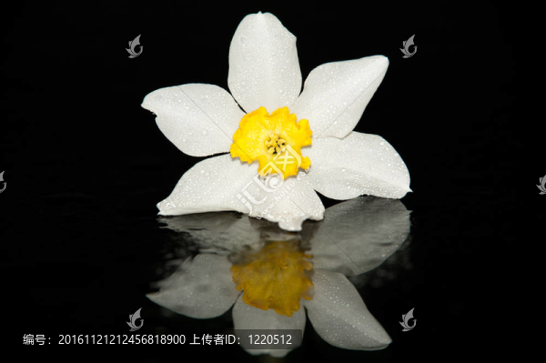 與黑色背景反射水仙花工作室拍攝
