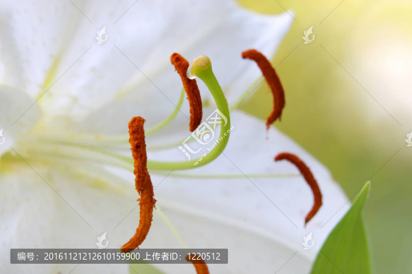 花粉和百合花蕊