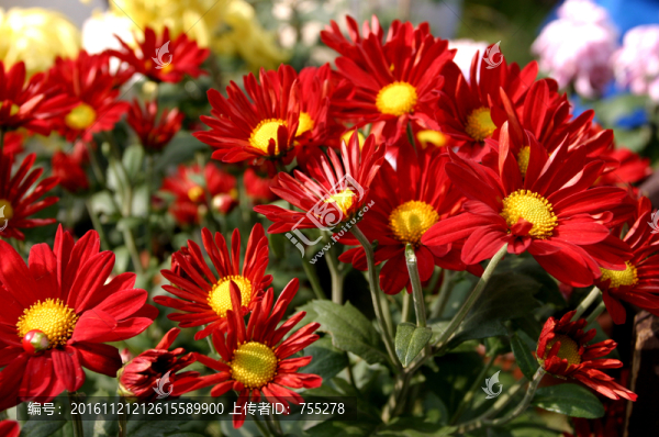 菊花