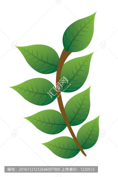 分支