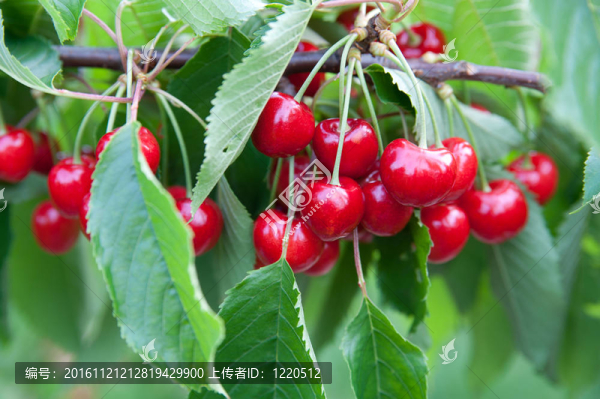 枝上的櫻桃