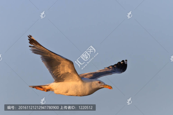 海鷗在飛行