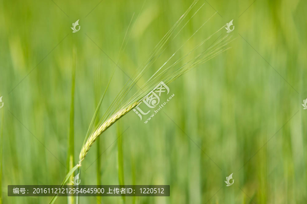 春小麥上的綠色小麥
