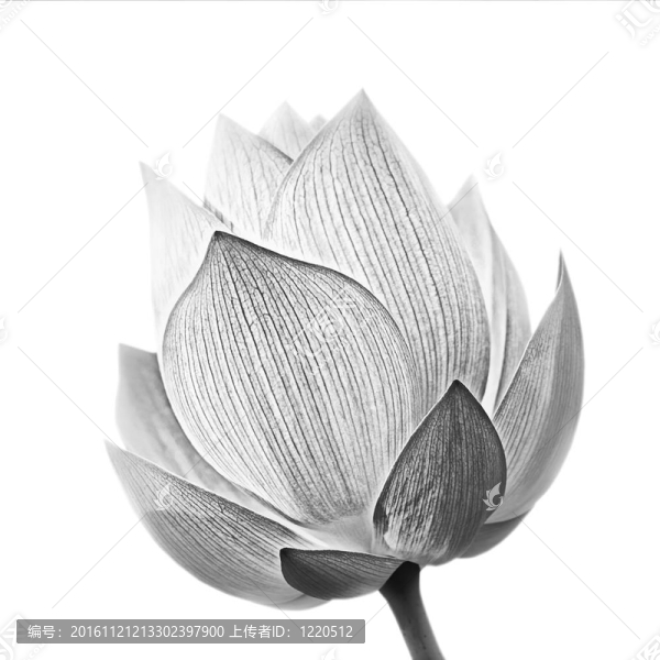 蓮花