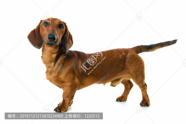 臘腸犬