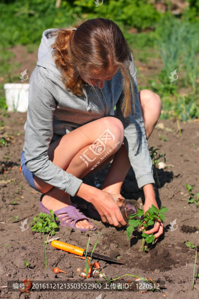 女人在花園里種植和盆栽番茄