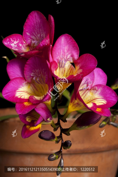 Violet,Freesia在一個(gè)鍋里