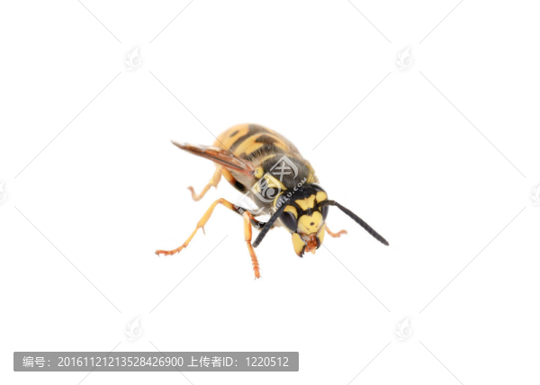 白黃蜂