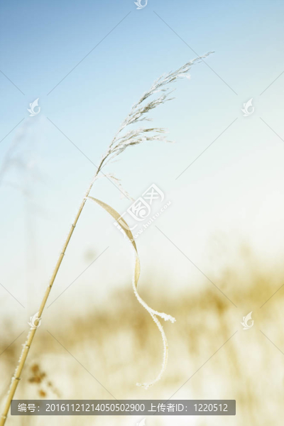 在冬小麥