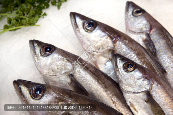 魚