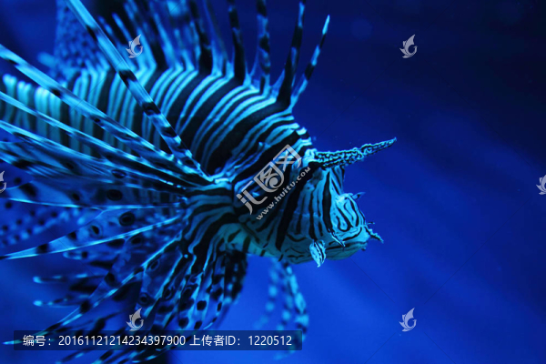 斑馬魚(yú)