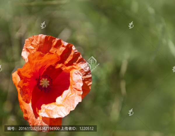 紅罌粟
