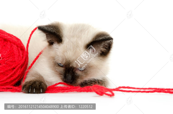 可愛的紅紗小貓