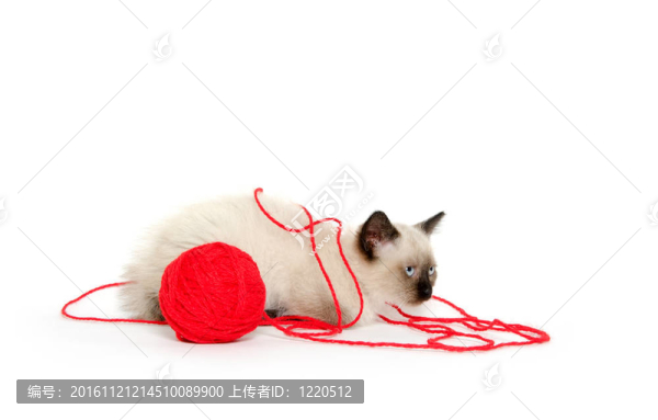 可愛(ài)的紅紗小貓