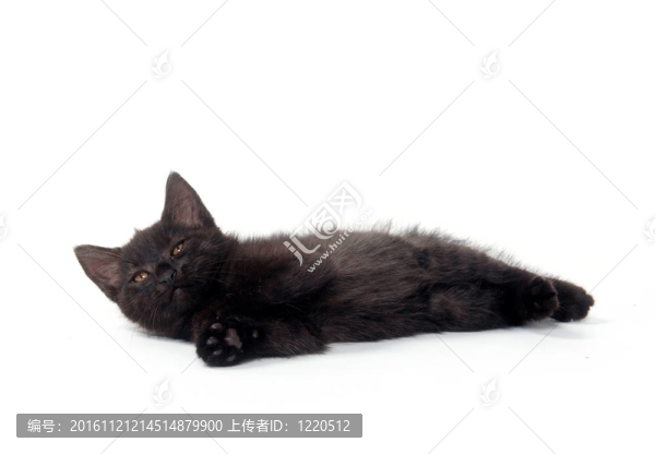可愛的小貓?zhí)上聛? title=