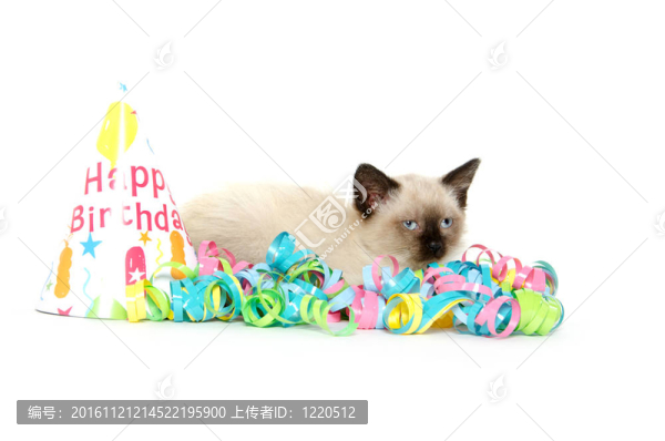可愛的小貓和生日派對裝飾品
