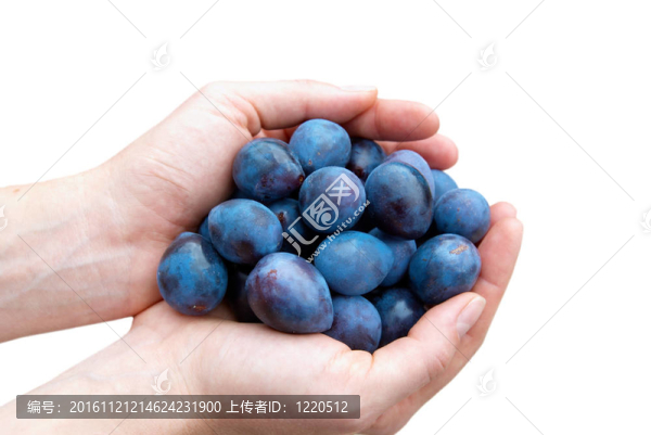 李子離手白。