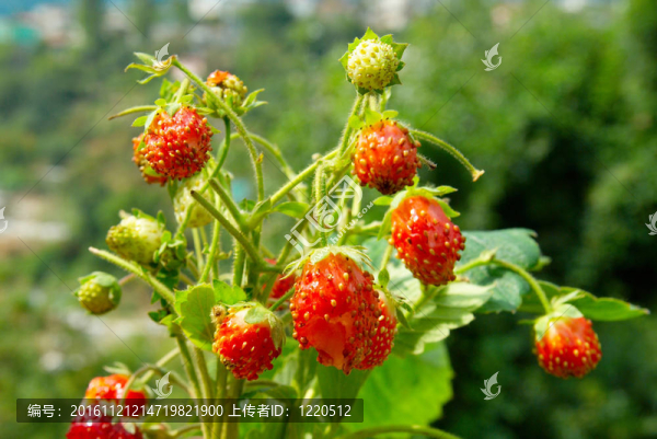 鮮葉野草莓。
