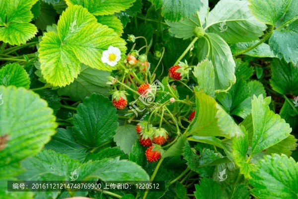 鮮葉野草莓。