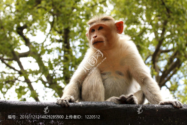 印度猴