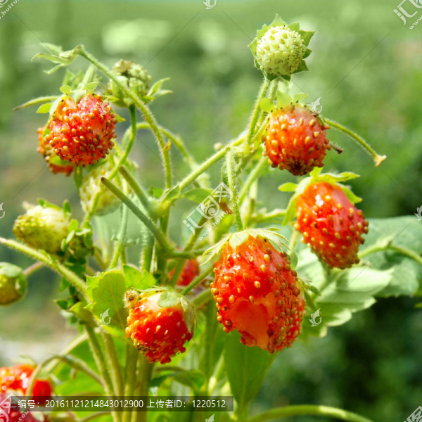 鮮葉野草莓。