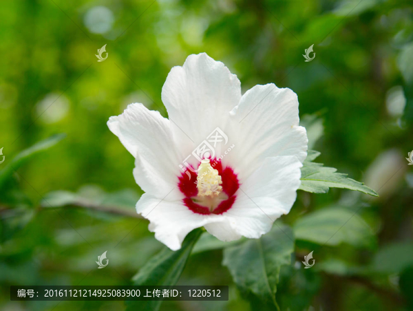 綠色背景上的白花。
