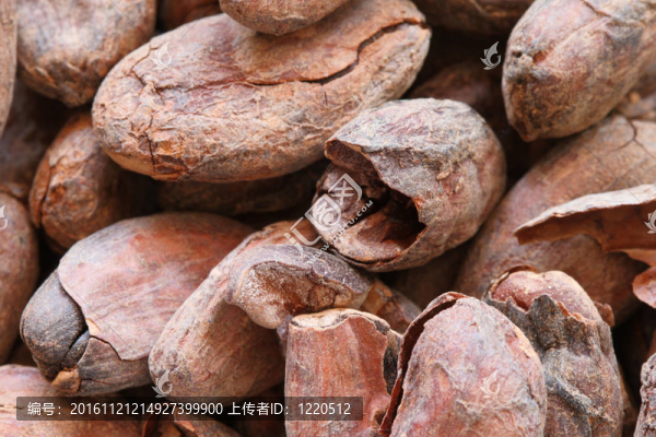 可可豆宏
