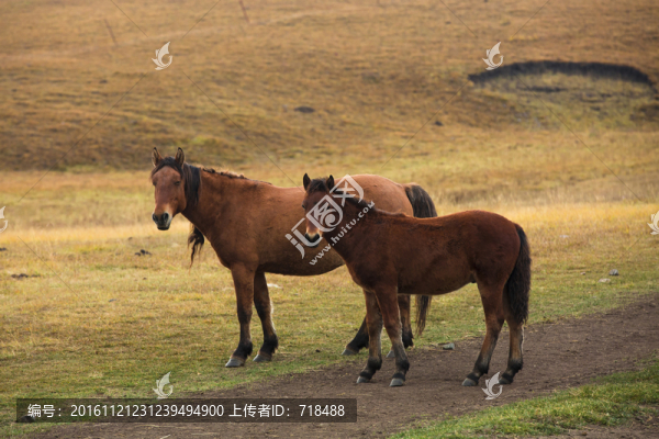 駿馬,馬群