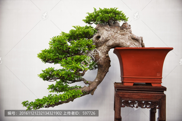 盆景,黃河之水天上來(lái)