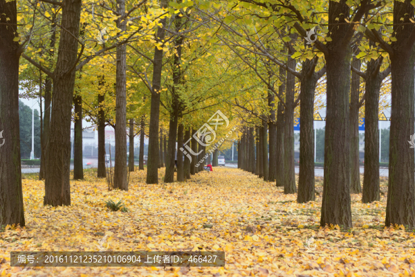 銀杏樹(shù)林,秋天