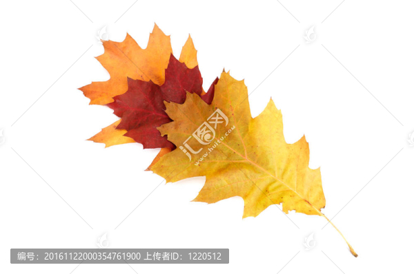 白色的燦爛多彩的樹葉。