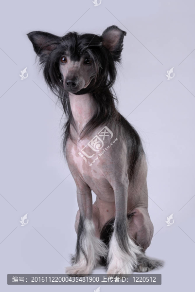 黑色的中國冠毛犬
