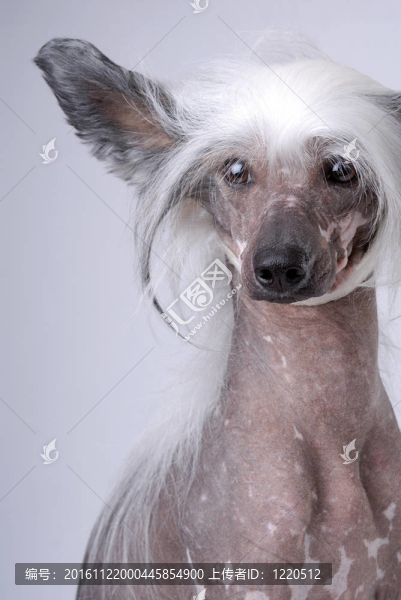 白色的中國(guó)冠毛犬
