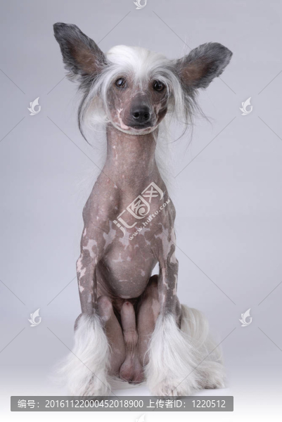 白色的中國(guó)冠毛犬