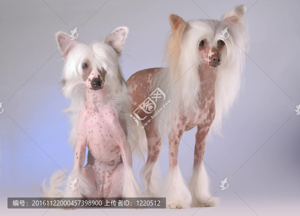 中國冠毛犬的畫像