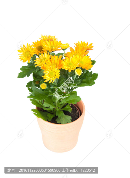 黃色的菊花