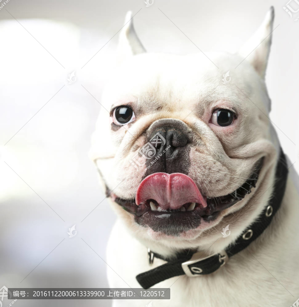 法國斗牛犬