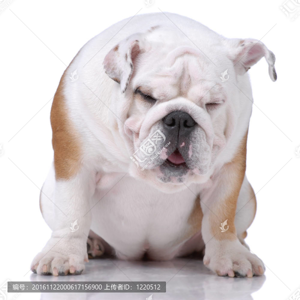 光滑的頭發(fā)的英國(guó)斗牛犬打瞌睡