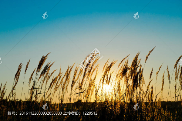 日落時田野上的草