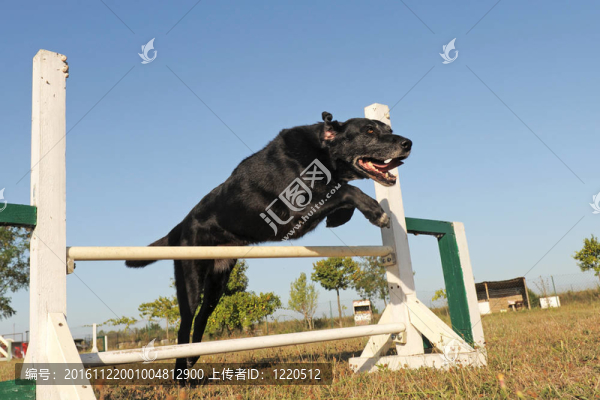 拉布拉多獵犬的靈活性
