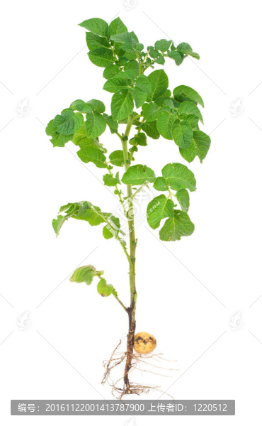 馬鈴薯發(fā)芽
